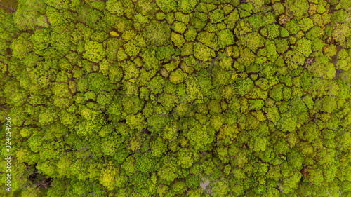 Drone top view of green pine trees nature background aerial view