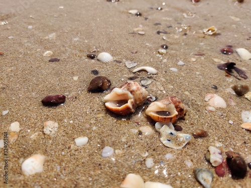 She shells on the shore
