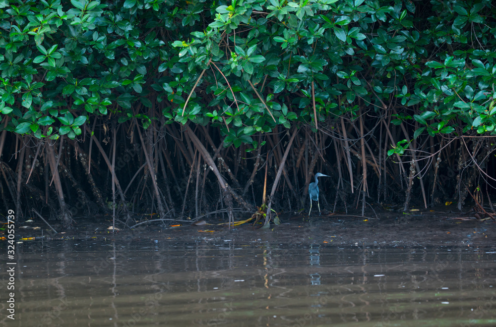Little blue heron (Egretta caerulea), GARCETA AZUL, La Tovara National Park, Wetland, San Blas Town, Matanchen Bay, Pacific Ocean, Riviera Nayarit, Nayarit state, Mexico, Central America, America Little blue heron (Egretta caerulea), GARCETA AZUL, La Tovara National Park, Wetland, San Blas Town, Matanchen Bay, Pacific Ocean, Riviera Nayarit, Nayarit state, Mexico, Central America, America