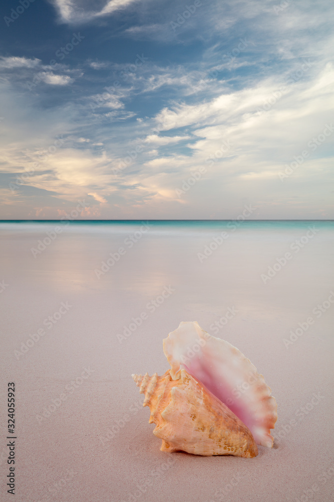 Conch pink shell on pink sand beach in Bahamas. Conch pink shell on pink sand beach in Bahamas.