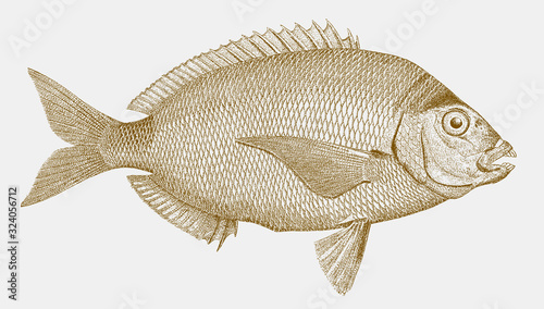 Spottail pinfish or seabream, diplodus holbrookii, a fish from the atlantic ocean in side view photo