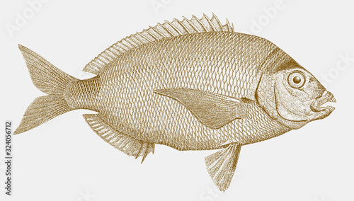 Spottail pinfish or seabream, diplodus holbrookii, a fish from the atlantic ocean in side view