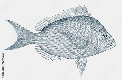 Scup porgy stenotomus chrysops, food fish from the Atlantic Ocean in side view