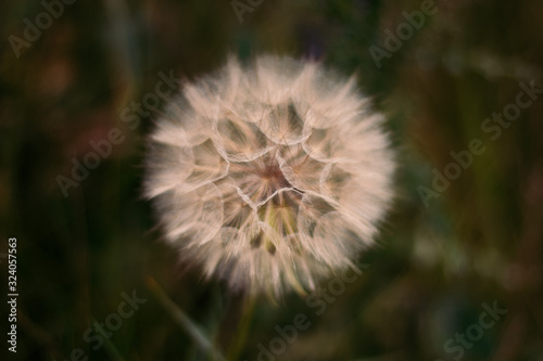 Big dandelion on the field. A small depth of field and wildflowers. Dark plant background.