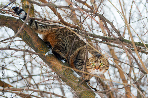 Canvas Print Cat climb on a branch on the tree