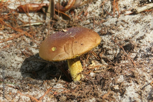 Brown mushroom in the forest, closeup