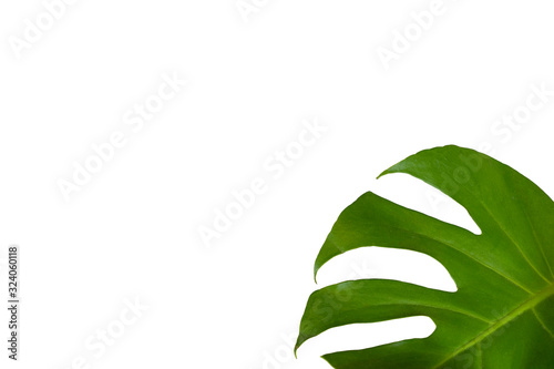 Green Home plant leaf isolated on white background close up copy space..