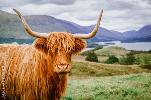 Highland Cattle with scenic background
