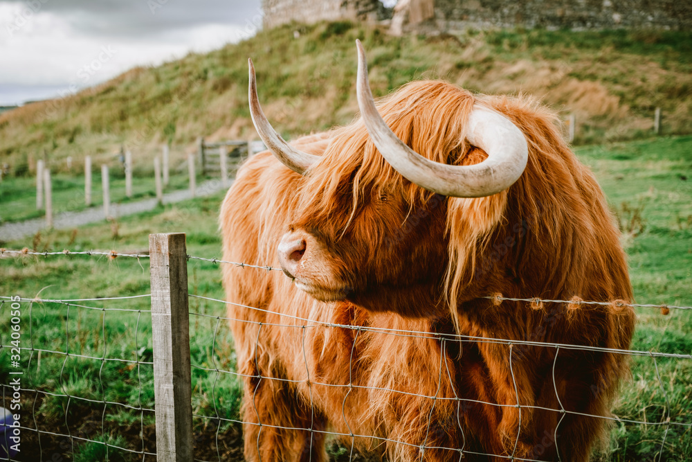Highland Cattle with long horns Stock Photo | Adobe Stock