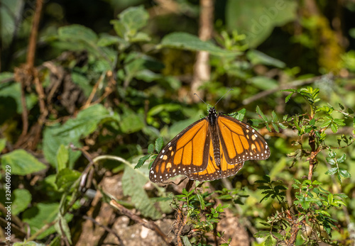 Monarch butterfly (Danaus plexippus) sunbathing and perching on a plant in the Sanctuary of Donato Guerra in Mexico