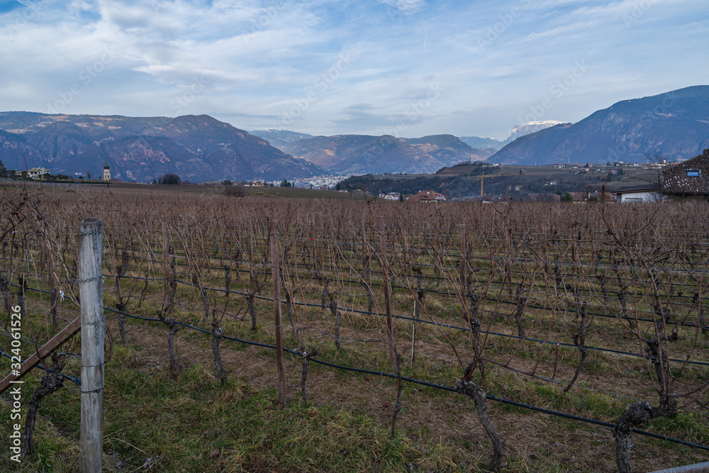 Vineyards in Eppan, south Tyrol, Italy, Europe.