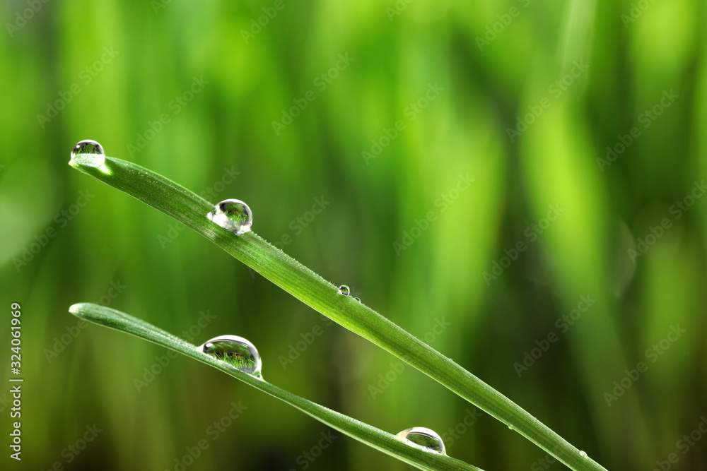 Water drops on grass blades against blurred background, closeup Water drops on grass blades against blurred background, closeup