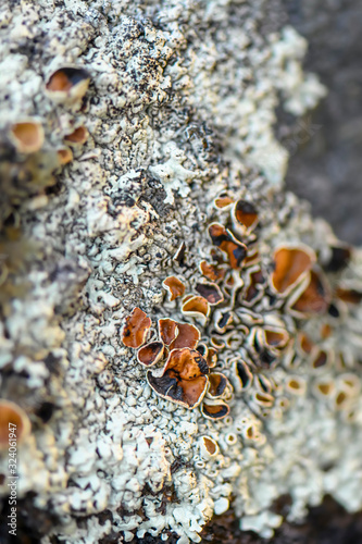 Lichen Xanthoparmelia Somloensis (conspersa). Selective focus. Photo made in north of Norway on the coast - near Tromso City. photo