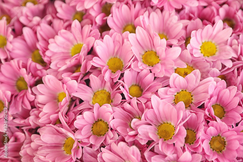 Beautiful fresh chrysanthemum flowers as background, closeup. Floral decor © New Africa