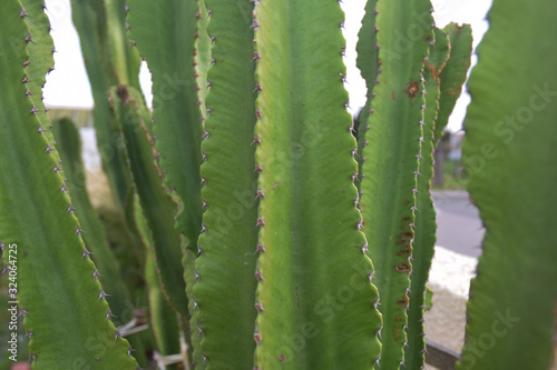 Cactus cierge photo