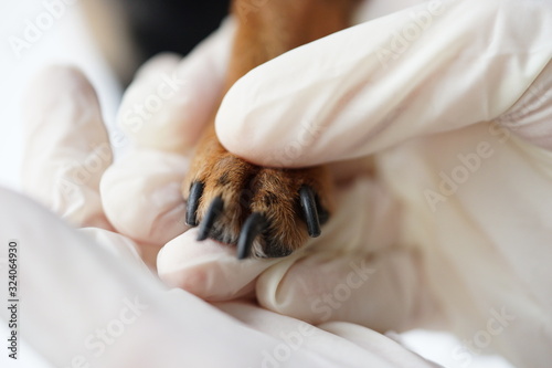 The paw of a dog in the hands of a veterinarian for safe professional trimming of the animals claws by a doctor.Close-up.