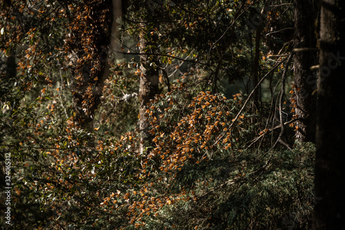 Group of Monarch Butterflies (Danaus plexippus) resting and perching on a tree branch in the Sanctuary of Donato Guerra in Mexico