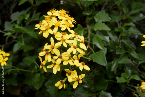 Arbustes de haie à fleurs jaunes de cinq pétales