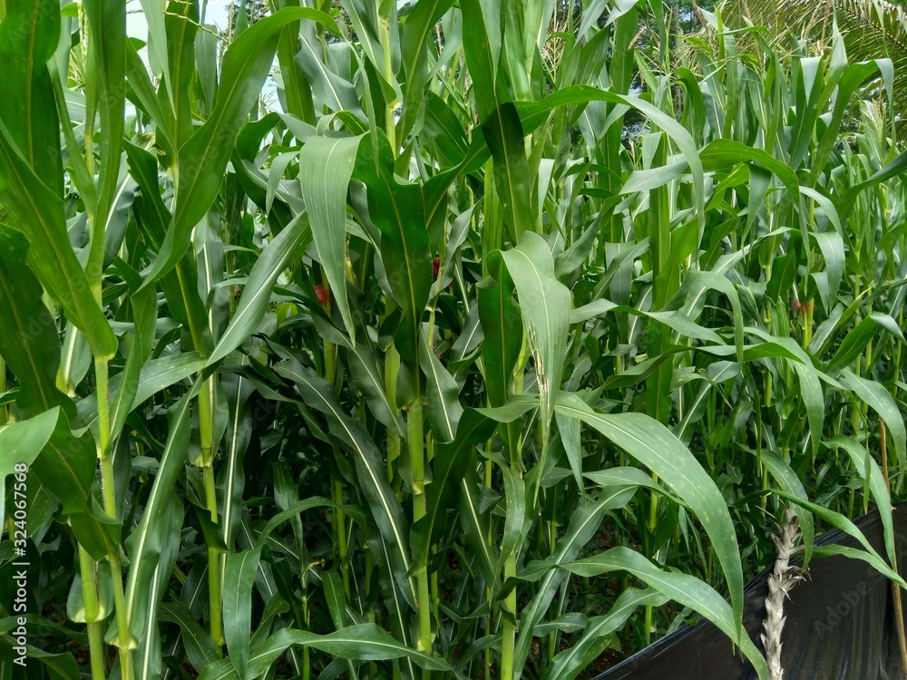 Fototapeta premium Corn field (Maize, Zea mays ssp. mays) in garden
