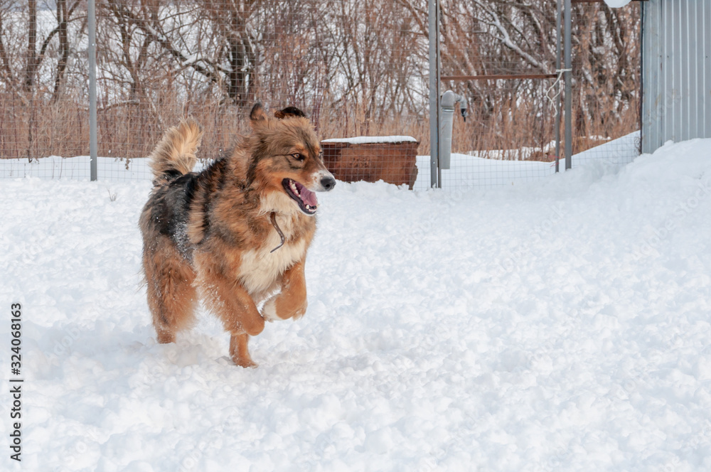 A large beautiful red dog runs happily through the fresh snow A large beautiful red dog runs happily through the fresh snow