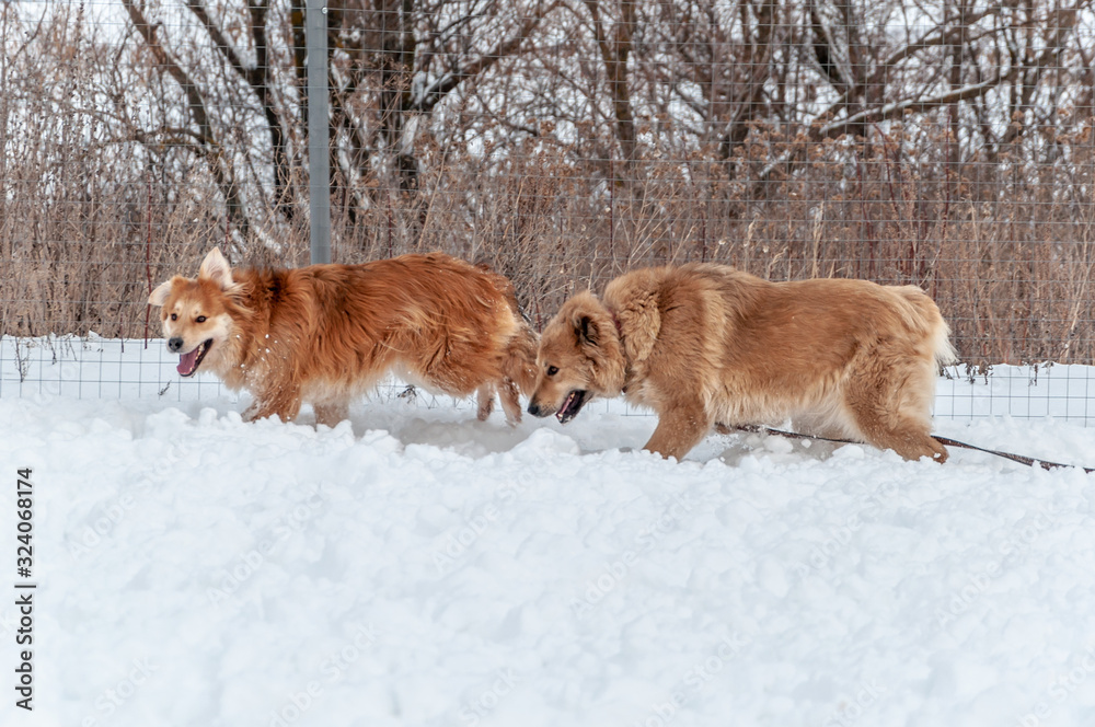 Large, beautiful red, cheerful dogs run joyfully on a snow-covered area in the countryside Large, beautiful red, cheerful dogs run joyfully on a snow-covered area in the countryside