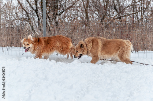 Large, beautiful red, cheerful dogs run joyfully on a snow-covered area in the countryside © Alex Images