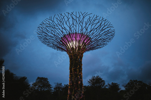 Low angle view of futuristic Supertree Grove at Gardens by the Bay in Singapore in the evening.,Singapore photo