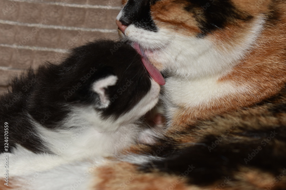 cat licks kitten cat licks kitten