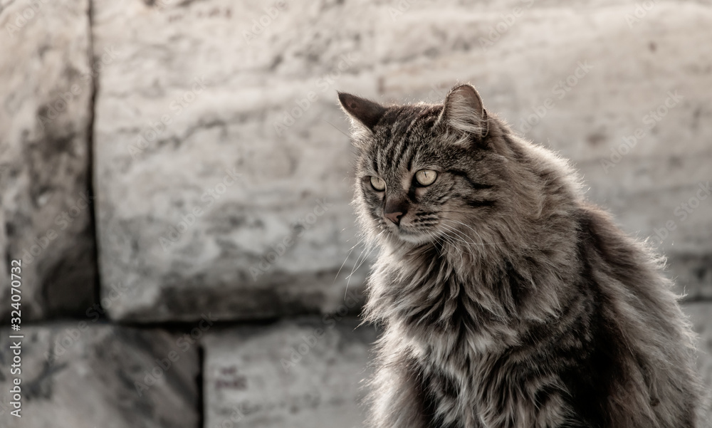 Homeless cat sitting on a rock