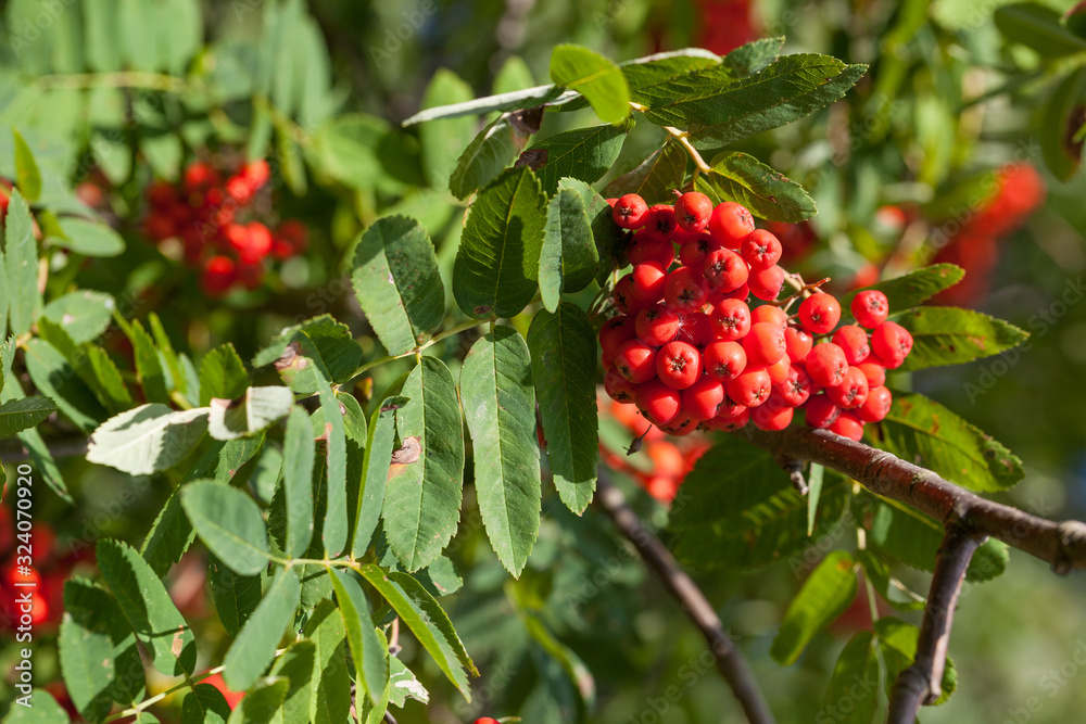 Ashberry (sorbus aucuparia) with leafs