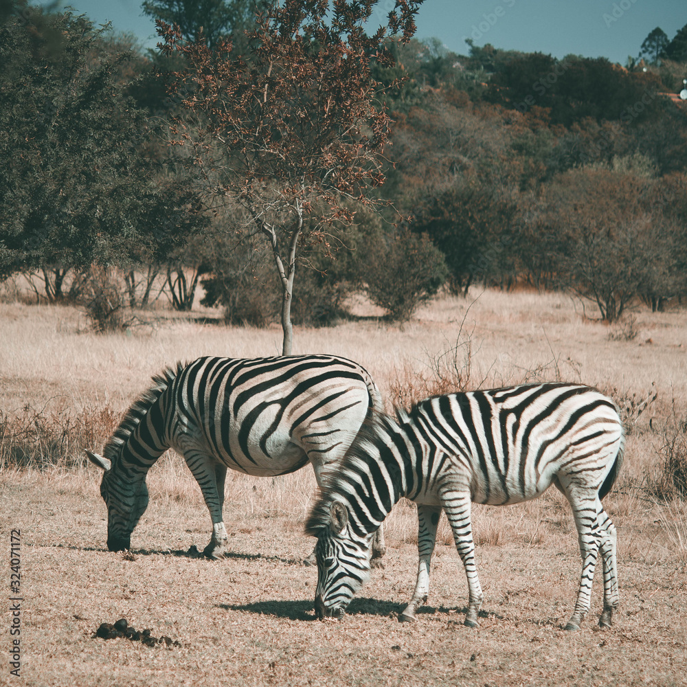 Obraz premium Zebra