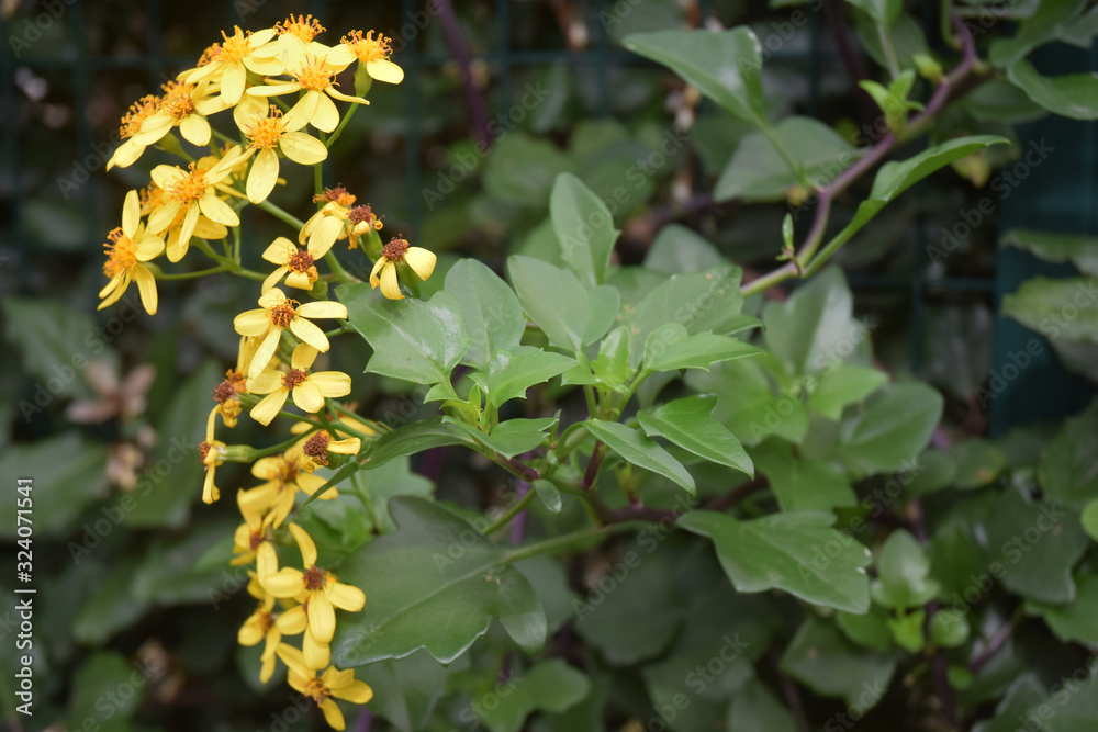 Arbustes de haie à fleurs jaunes de cinq pétales