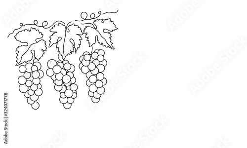 Bunches of grapes and leaves. Vine. Vector line drawing on white or transparent background
