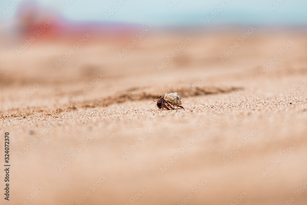 Obraz premium Hermit Crab on Tropical Beach