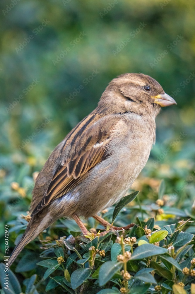 Little funny brown sparrow on a bush of evergreen boxwood in a winter park. Wild Bird Life in Urban Areas Little funny brown sparrow on a bush of evergreen boxwood in a winter park. Wild Bird Life in Urban Areas