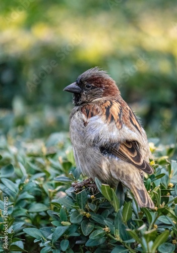 Cuadro en lienzo Little funny brown sparrow on a bush of evergreen boxwood in a winter park