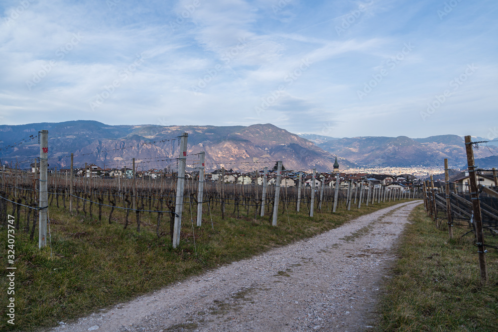 Vineyards in Eppan, south Tyrol, Italy, Europe.