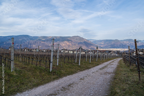 Fototapeta Naklejka Na Ścianę i Meble -  Vineyards in Eppan, south Tyrol, Italy, Europe.