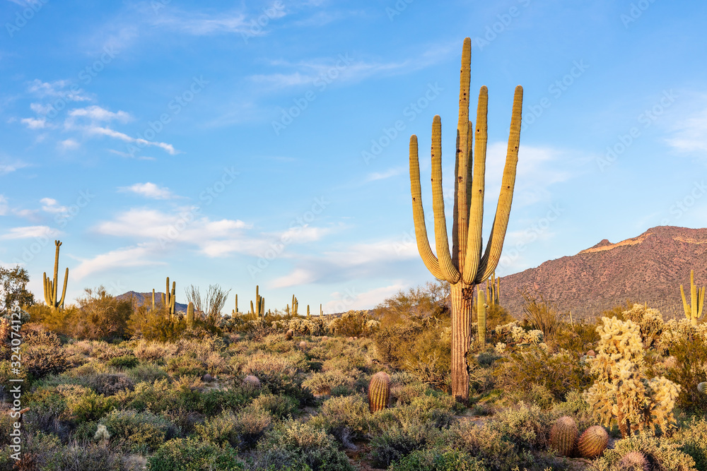 Saguaro cactus in the Arizona desert - obrazy, fototapety, plakaty 