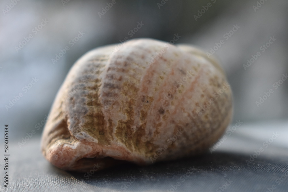 seashell on a light background