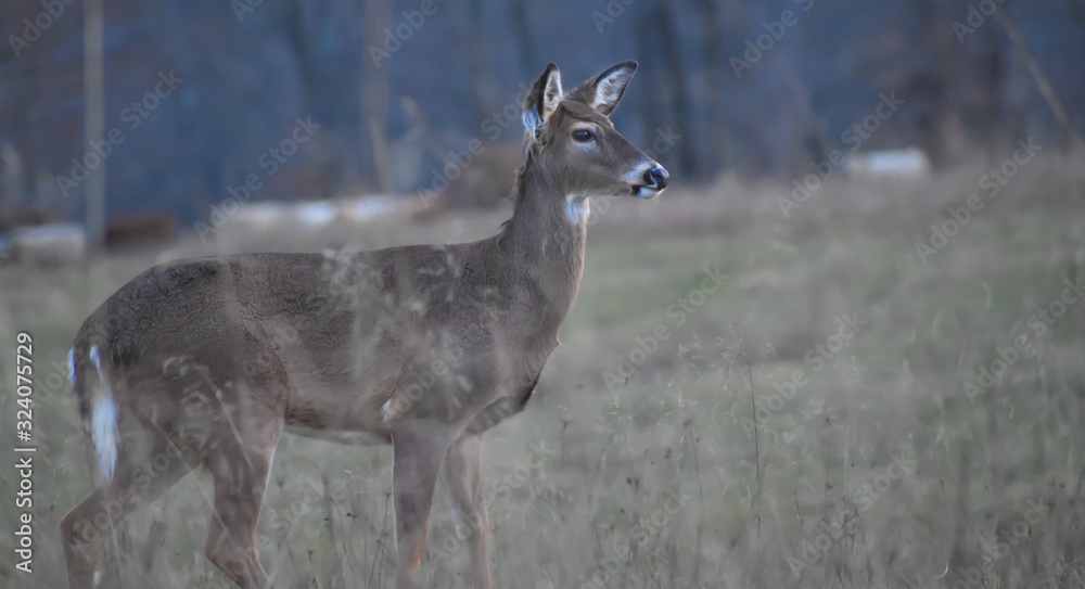 Deer standing in the field