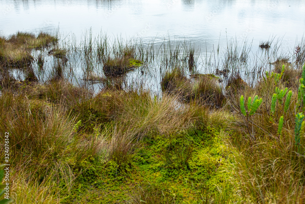 A lot of Plants and Vegetation Around a Small Lagoon in Belmira's Paramo in Antioquia / Colombia A lot of Plants and Vegetation Around a Small Lagoon in Belmira's Paramo in Antioquia / Colombia