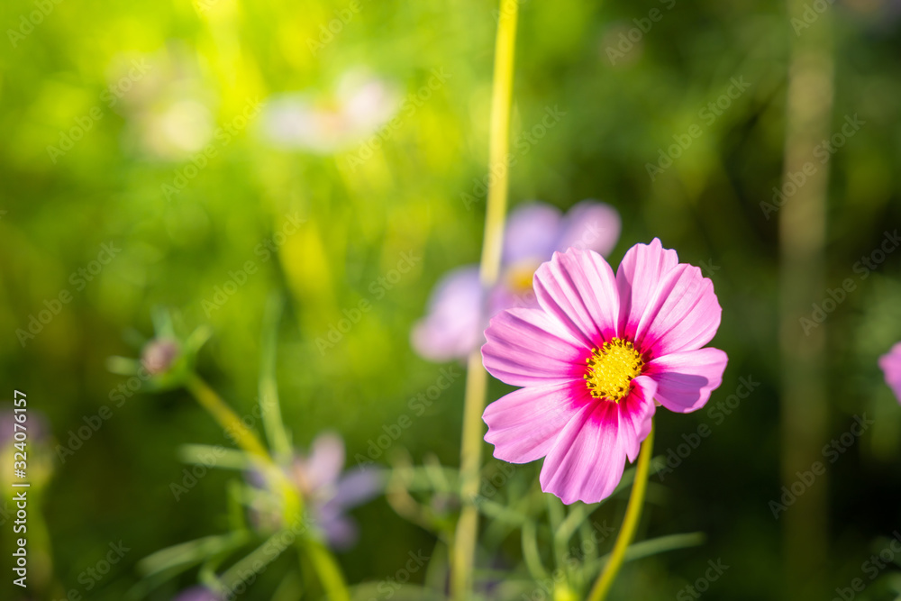 Beautiful Cosmos flowers in garden. Nature background. Beautiful Cosmos flowers in garden. Nature background.