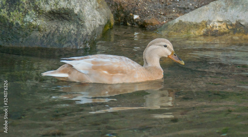 Obraz na plátně duck saxony anas platyrhynchos swimmning
