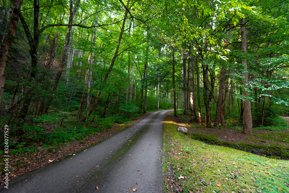 Fototapeta premium road in the forest 