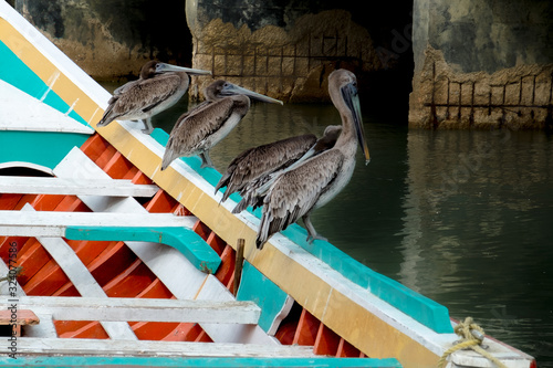 pelican in boat