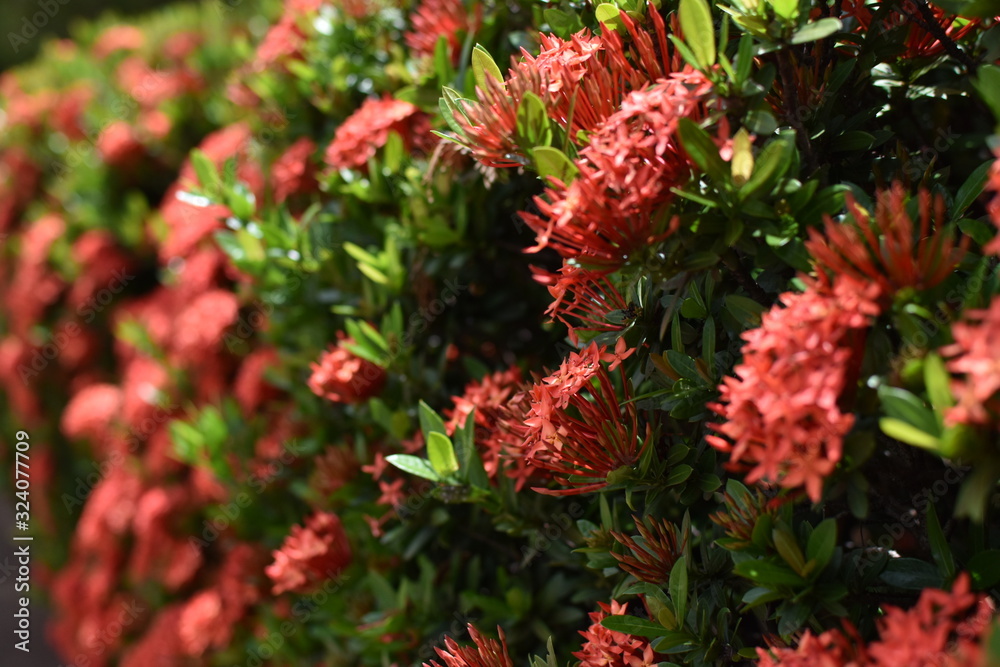 Ixora coccinea Ixora coccinea
