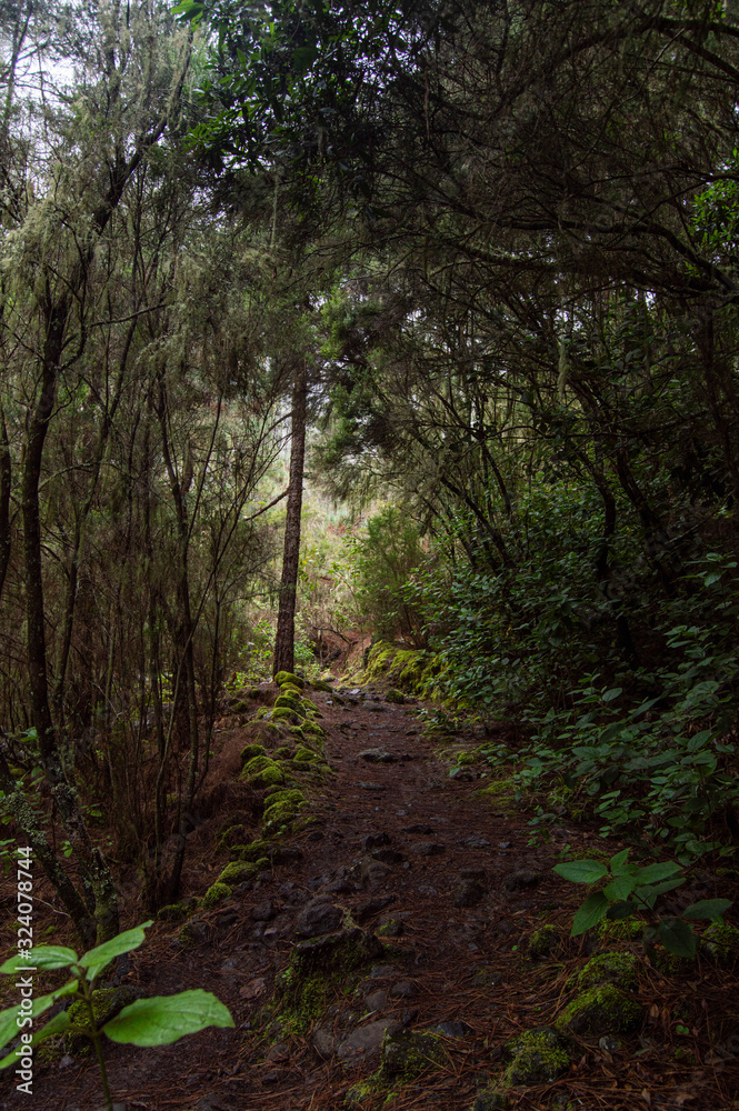 Fototapeta premium path in the forest