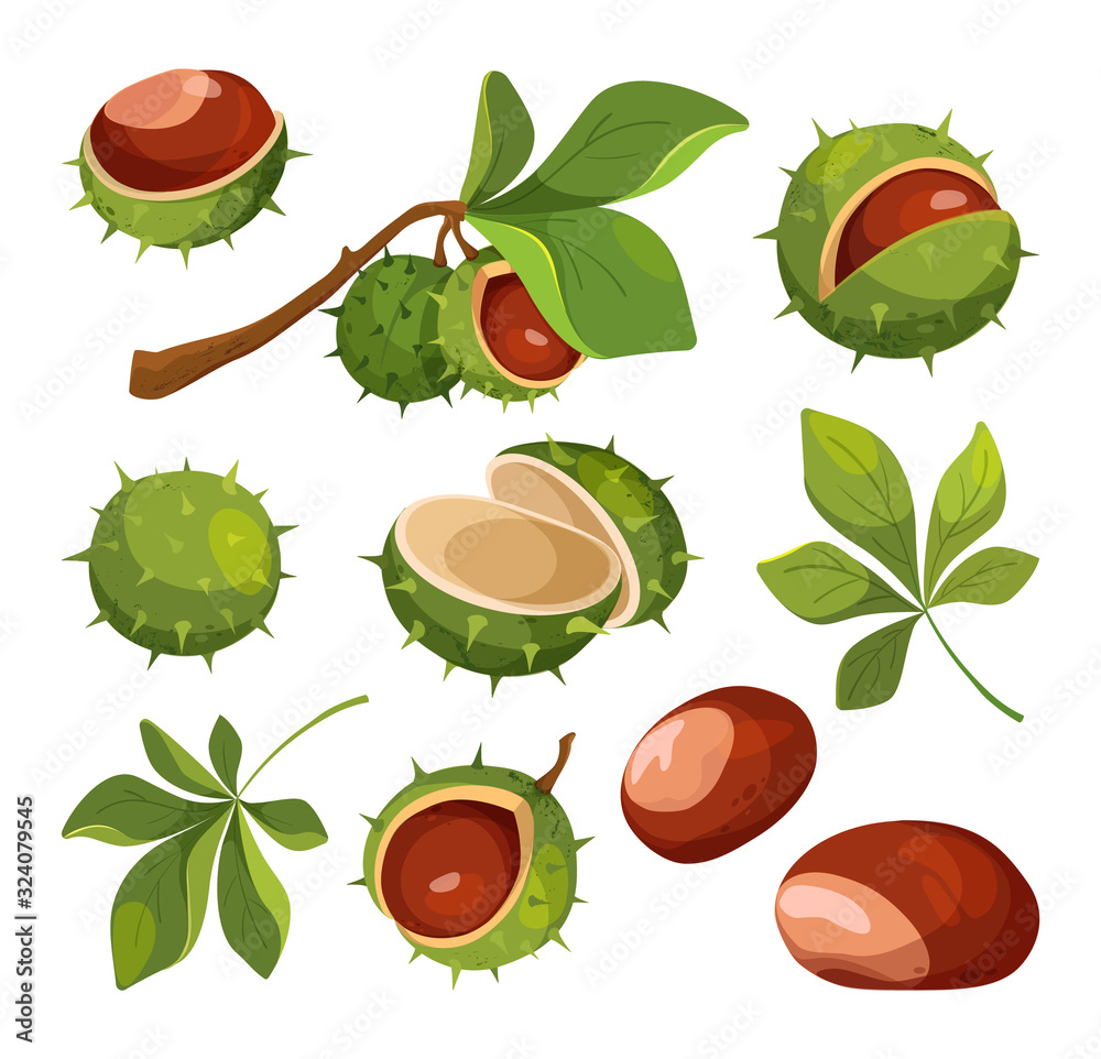 Set of cartoon chestnuts, leaves and peels, vector illustration. 
