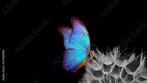jasny niebieski motyl morpho na nasionach mniszka lekarskiego na czarnym tle. ścieśniać. skopiuj miejsce